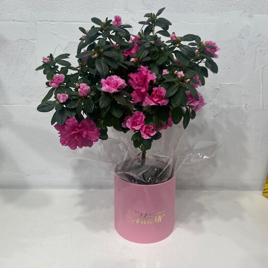 Азалия на штампе в тематике День Матери