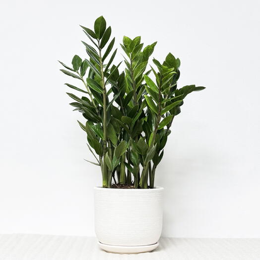 Замиокулькас в белом керамическом горшке с поддоном, высота 55-60см