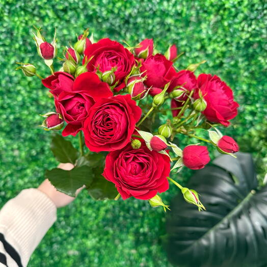 Роза кустовая красная ️🌹