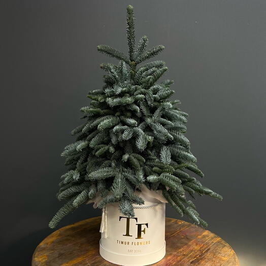 Новогодняя елка из ароматного нобилиса