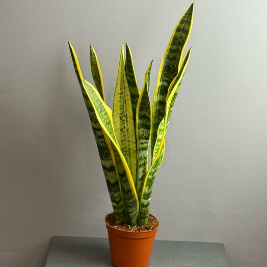 Щучий хвост , тещин язык -сансевиерия трёхполосная🌱