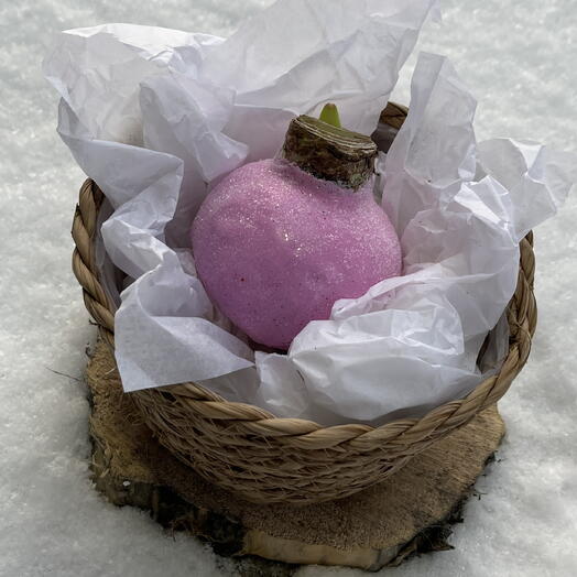 Большая розовая луковица амариллиса в воске