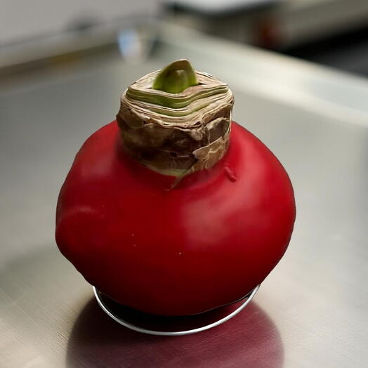 Луковица амариллиса в воске