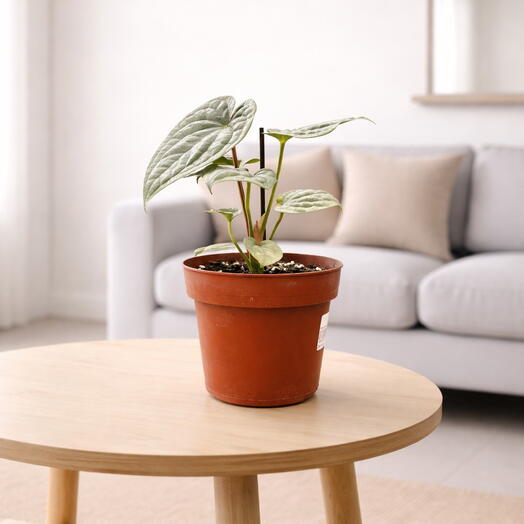 Anthurium Platinum