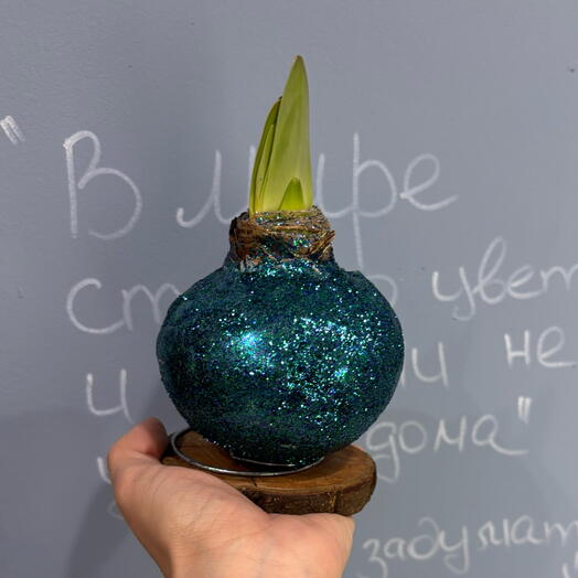 Луковица амариллиса бирюзовая с шиммером