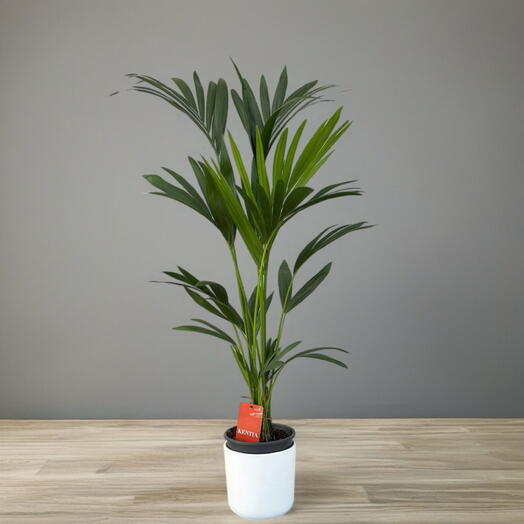 Ховея (HOWEA FORST)