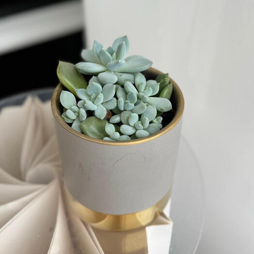 Эчеверия - каменная роза ( пересаженная в кашпо)