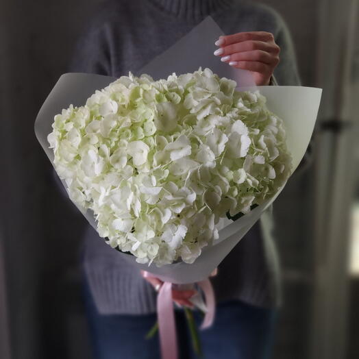 Гортензия Соло 3 (белая) Hydrangea Solo 3 (white)