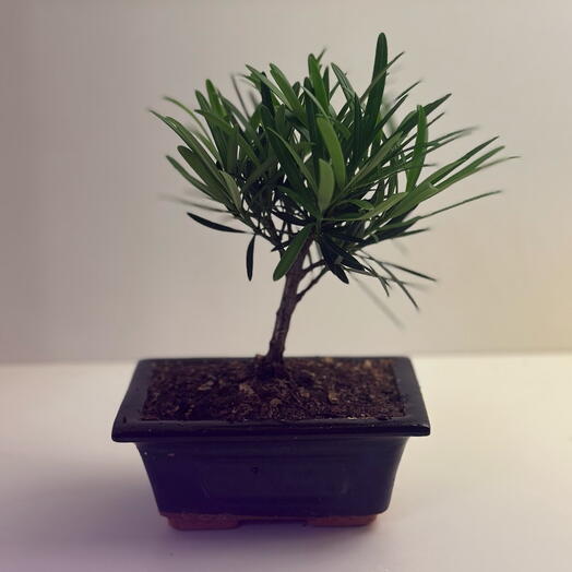 Подокарпус Бонсай