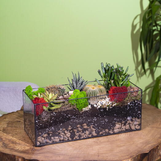 Кактусы и суккуленты домашние в Длинном стеклянном кашпо 20 см