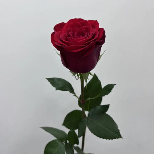 Красная роза