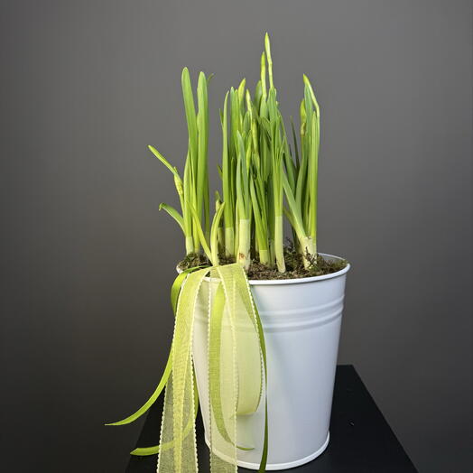 Весеннее ведро с нарциссами к 8 марта