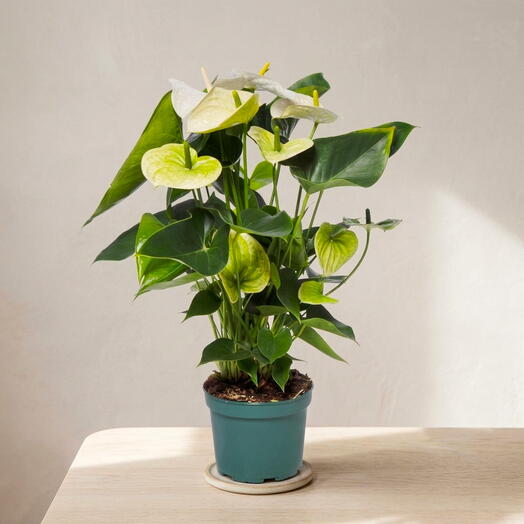 White anthurium