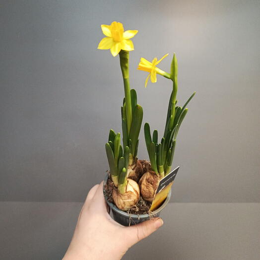 Нарцисс цветущий в горшке