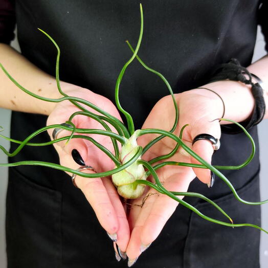 Тилландсия Бульбовидная (Tillandsia Bulbosa) XL