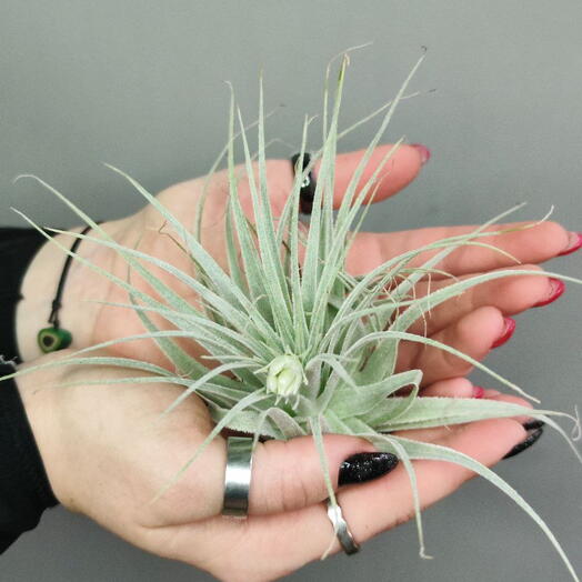 Тилландсия Гарденера (Tillandsia Gardneri)