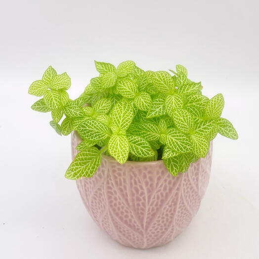 Фиттония в розовом кашпо