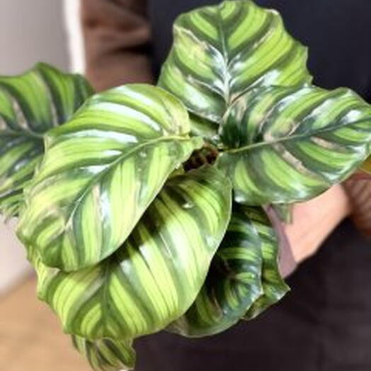 Калатея Фасциата (Calathea Fasciata) D14см