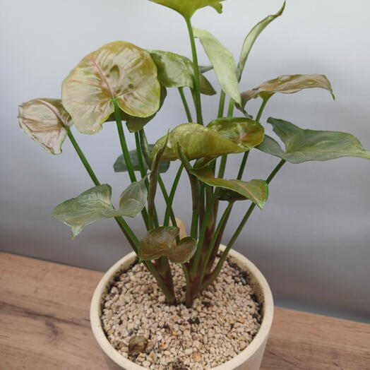 Сингониум «Мария Алюжн» в керамическом кашпо