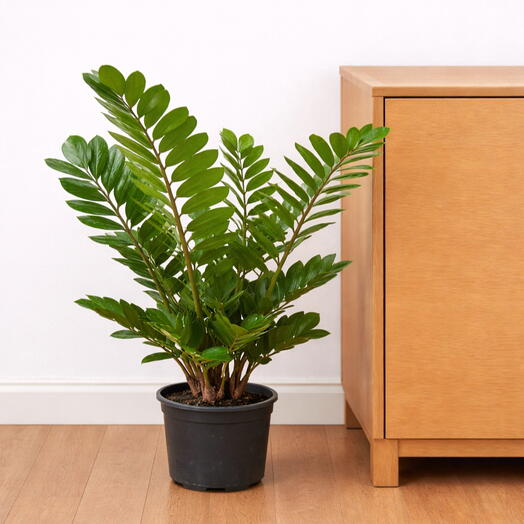 Zamia chigua