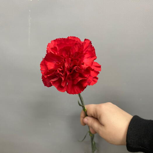 Гвоздика красная