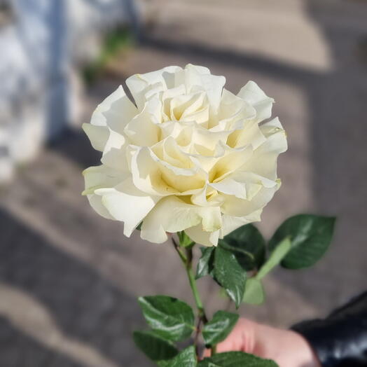Французская роза