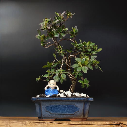 Бонсай Азалия цветущая, 35см, 14 лет