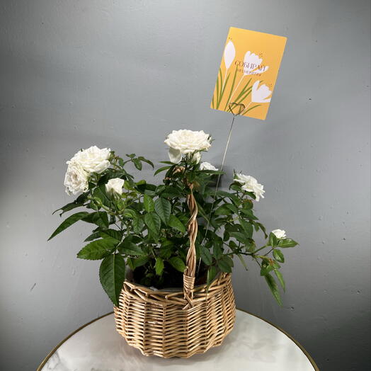 Роза белая в корзинке / 1 горшочек