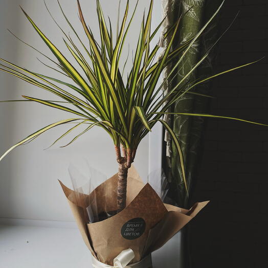 Драцена полосатая