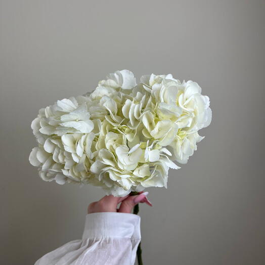 Гортензия white