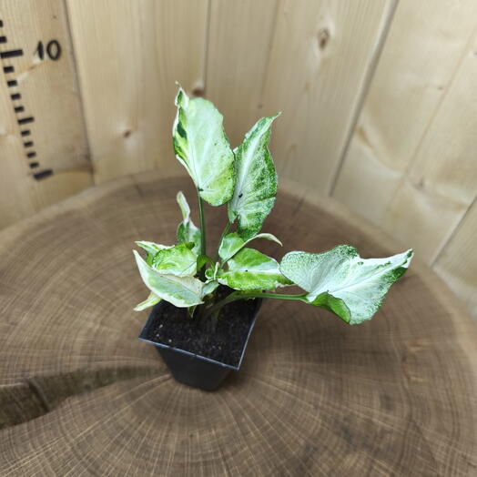 Сингониум Старлайт (Syngonium podophyllum Starlite)