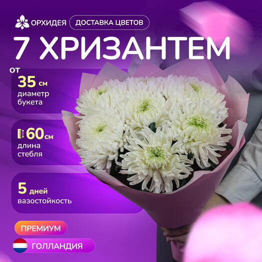 Букет 7 Хризантем магнум белые