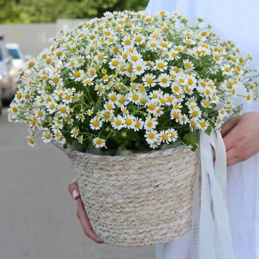 Корзина с ромашками