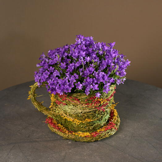 Кампанула в чашечке (колокольчики)