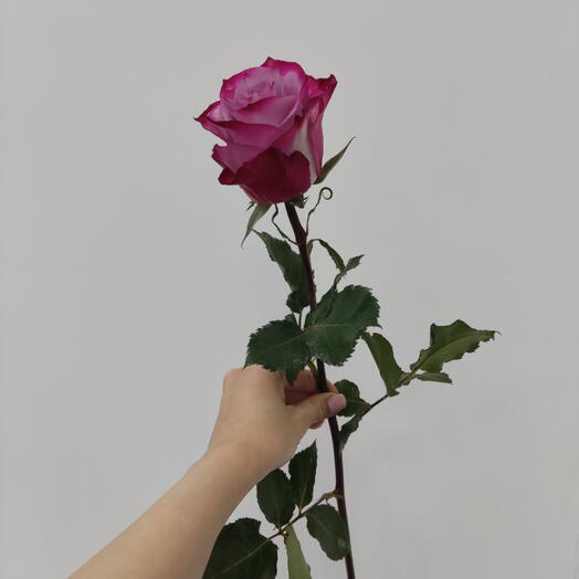 Роза "Deep Purple"