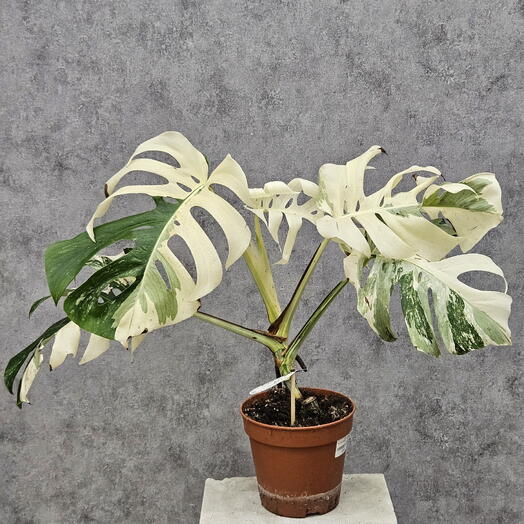 Монстера Deliclosa variegata