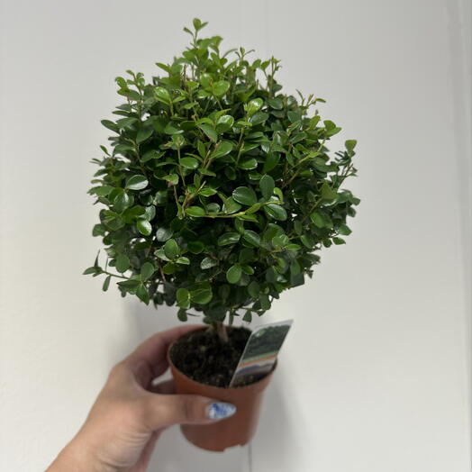 Mirsin Tree
