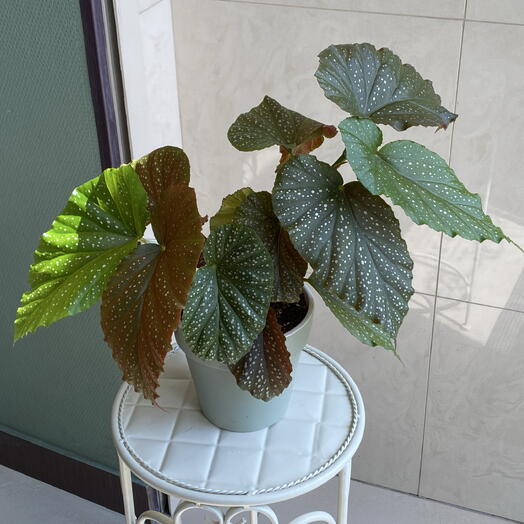 Бегония коралловая