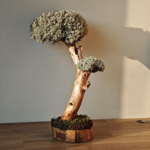 Bonsai Tree 82
