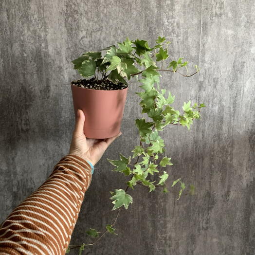 Плющ вариегатный Hedera Variegata в пыльно-розовом кашпо