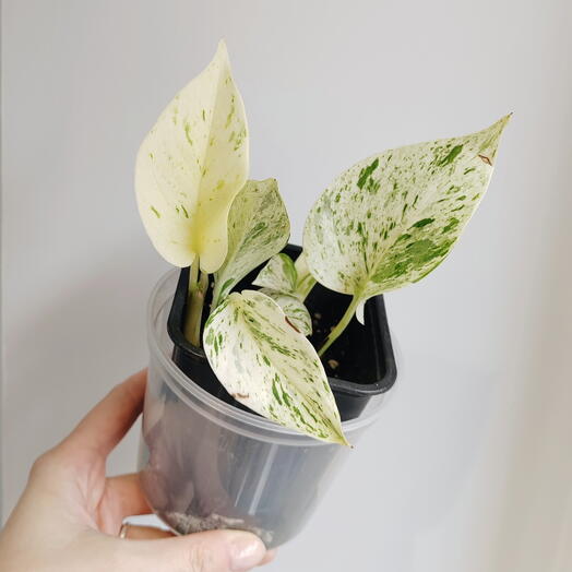 Вариагатный эпипремнум Happy Leaf