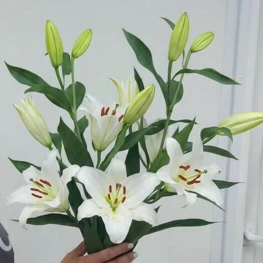Монобукет / Букет из лилий 3 шт