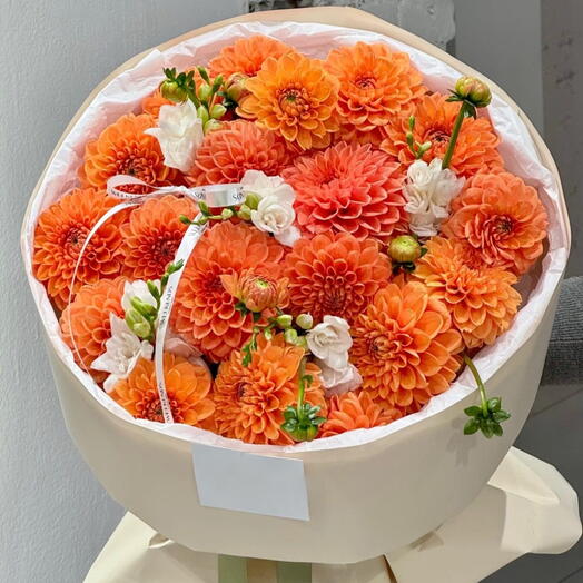 Premium Dahlias