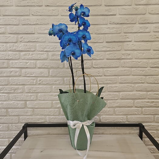 Синяя орхидея Фаленопсис «Королевский Голубой» (Royal Blue) в горшке