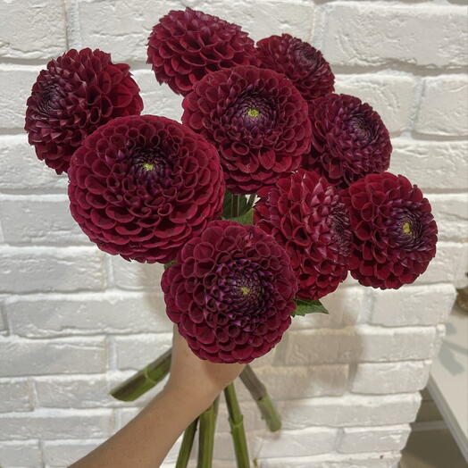 Георгины 9