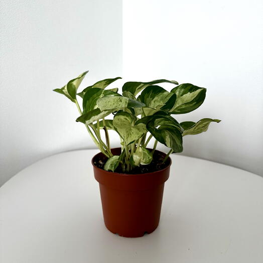 Epipremnum ‘Happy Leaf