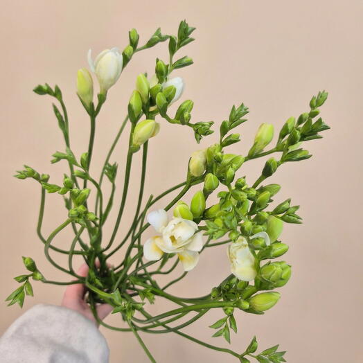 Фрезия (10 шт)