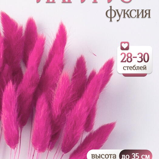 Лагурус фуксия 30 шт. Высший сорт. Высота 25-35 см М488