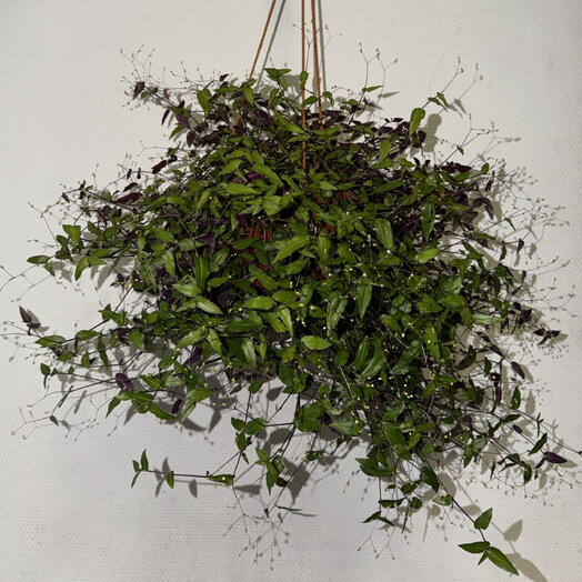 Традесканция приречная 🌿💜