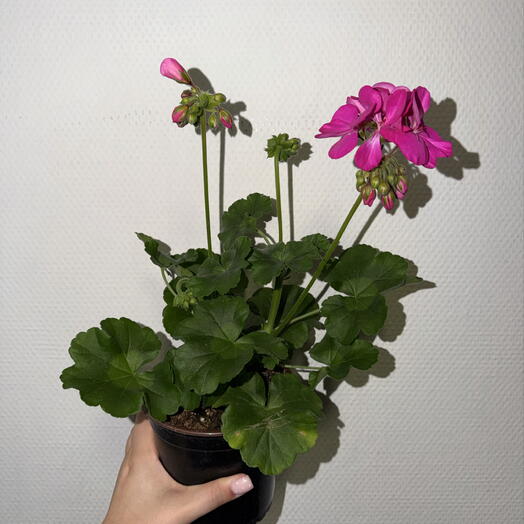 Пеларгония зональная малиновая 🌺💗